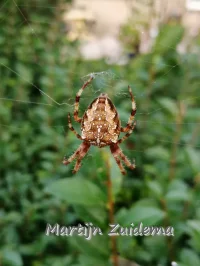 Kruisspin [Araneus diadematus]